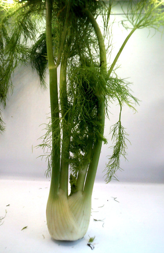 Bulbo de Hinojo Fresco