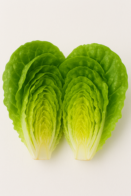 Lechuga Francesa Grande