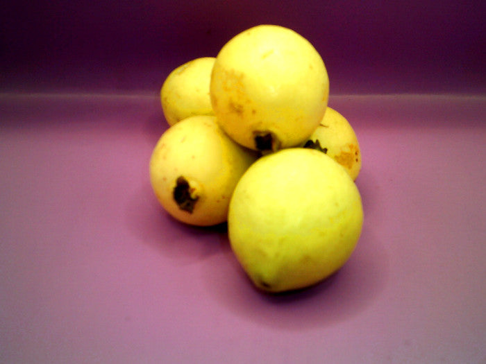 Guayaba Premium