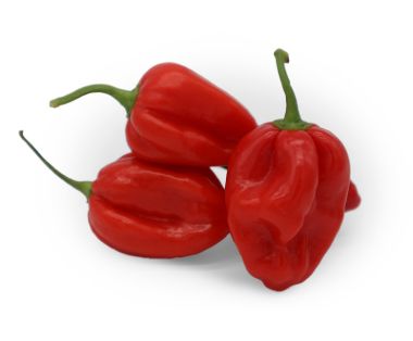 Chile Habanero Rojo