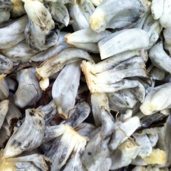 Huitlacoche