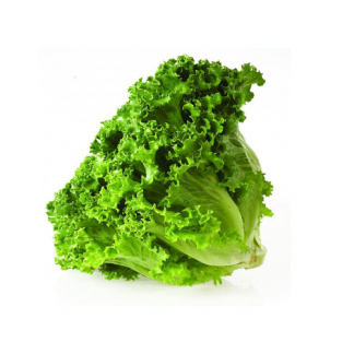 Lechuga Italiana Baby