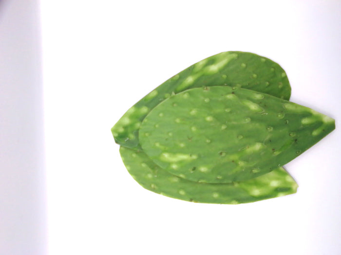 Nopal Mediano Por Kilo