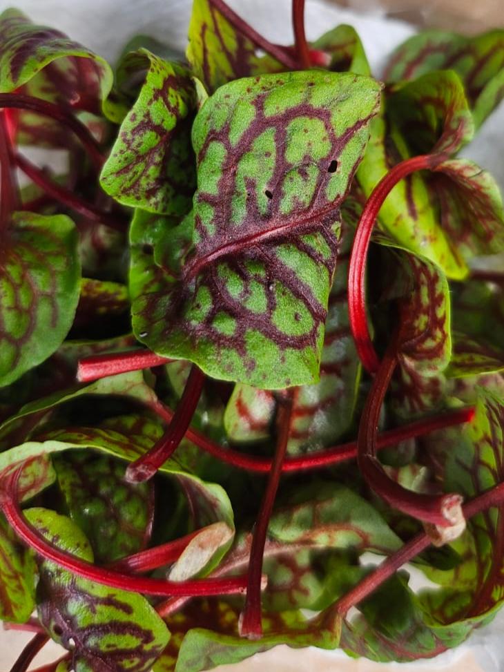 Brote de Sorrel