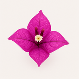 Flor de Bugambilia