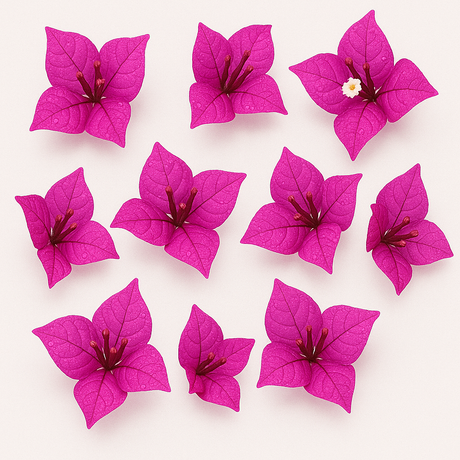 Flor de Bugambilia