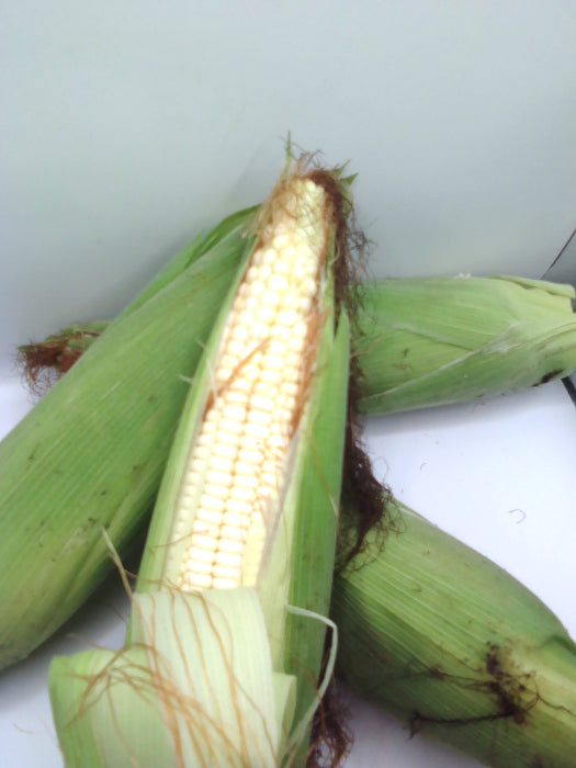 Elote