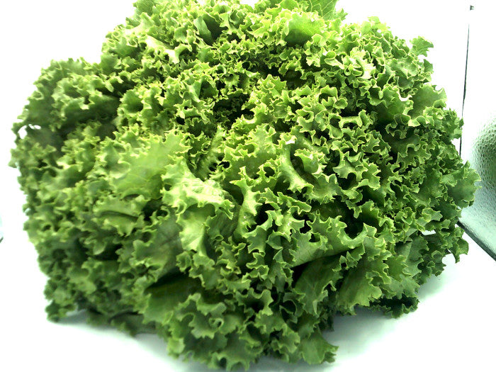 Lechuga Italiana Mediana