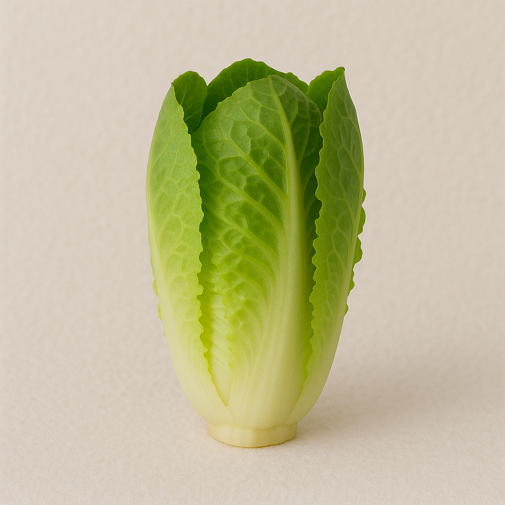 Lechuga Orejona Chica