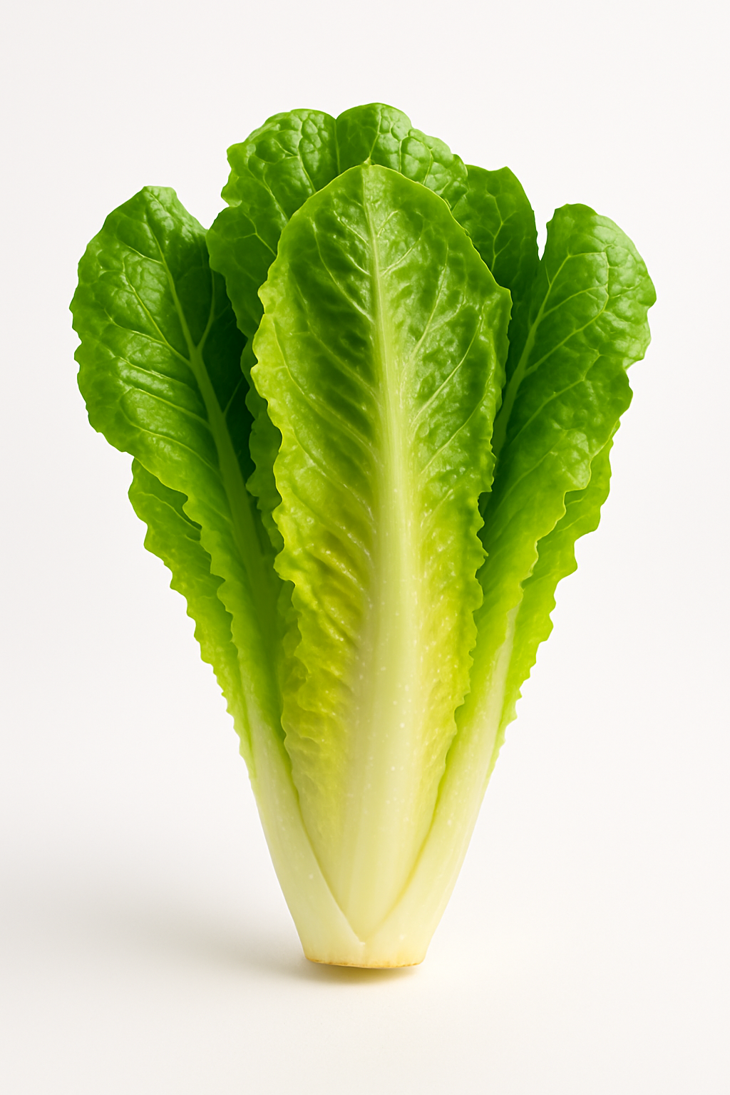 Lechuga Orejona Comercial