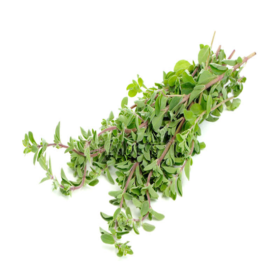 Mejorana Fresca