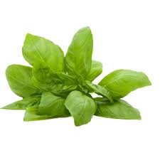 Albahaca