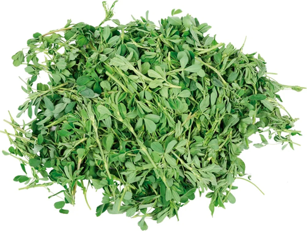 Alfalfa