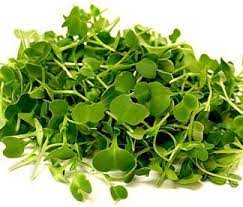 Brote de Cilantro