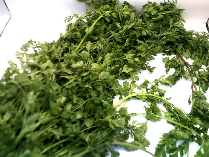 Cilantro Criollo