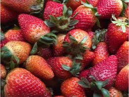 Fresas a Granel