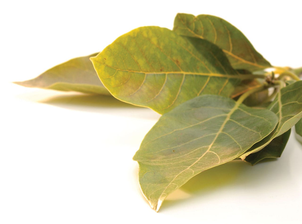 Hoja De Aguacate