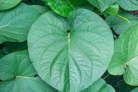 Hoja Santa