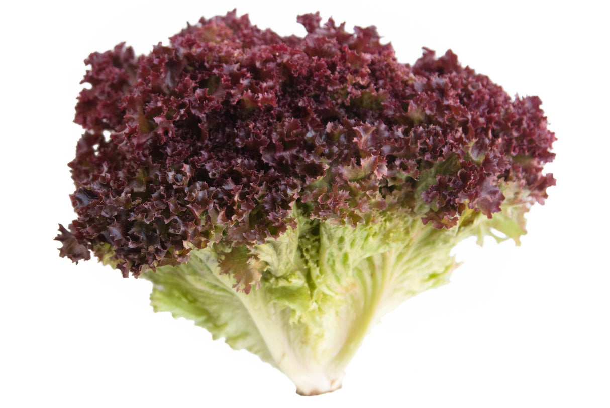 Lechuga Sangría Grande
