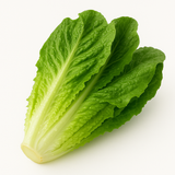 Lechuga Orejona
