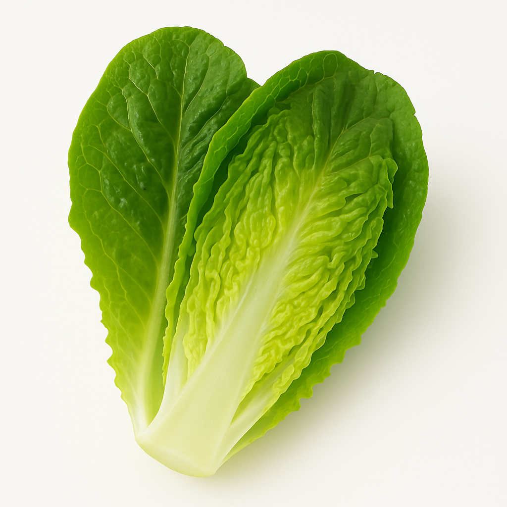 Lechuga Orejona