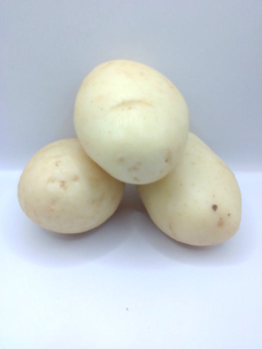 Papa Blanca