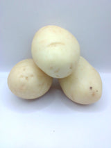 Papa Blanca