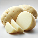 Papa Blanca