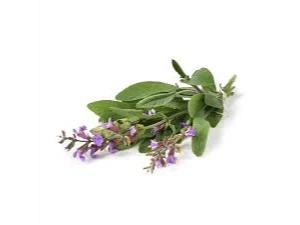 Salvia