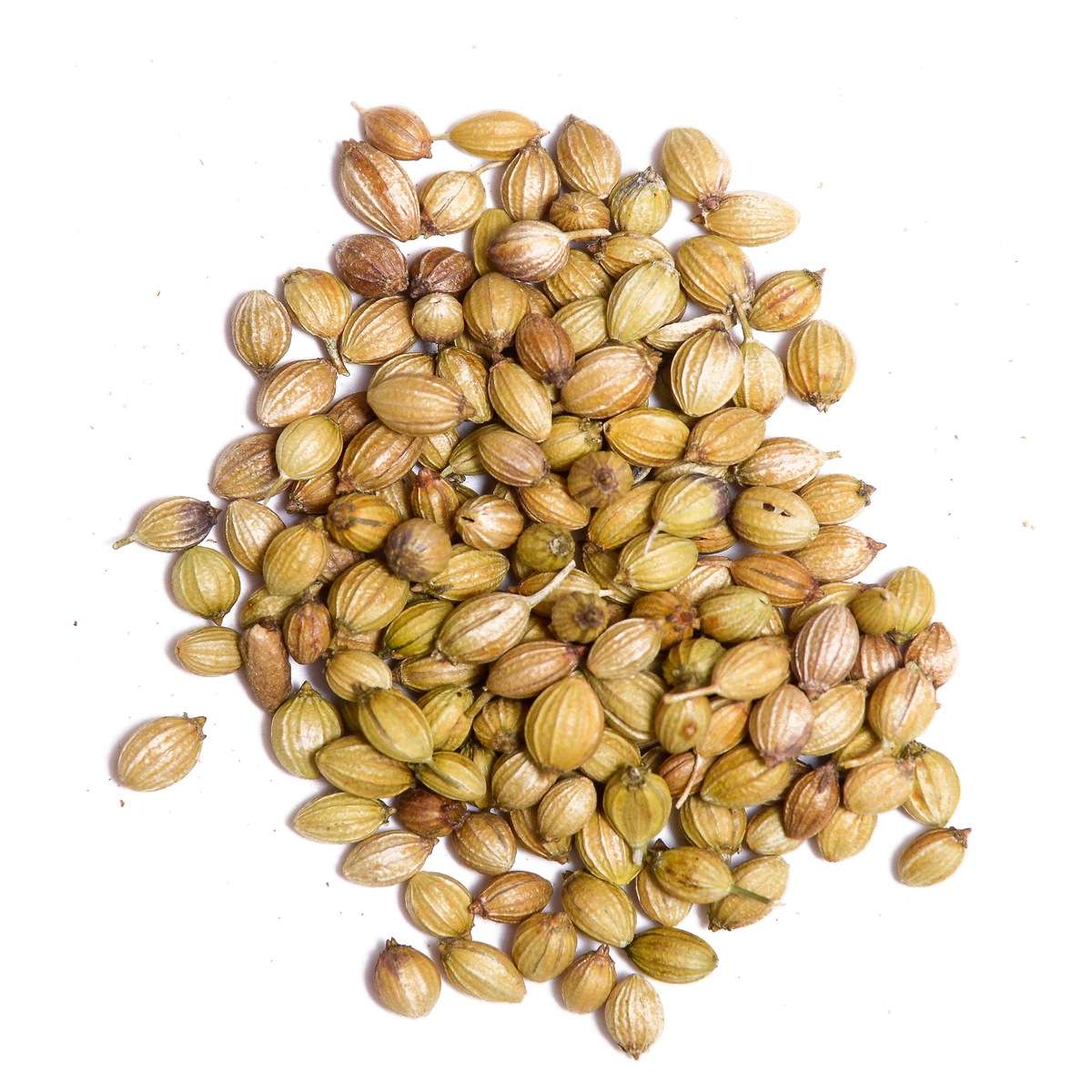 Semilla de Cilantro