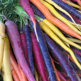 Zanahoria Baby Colores Con Rabo