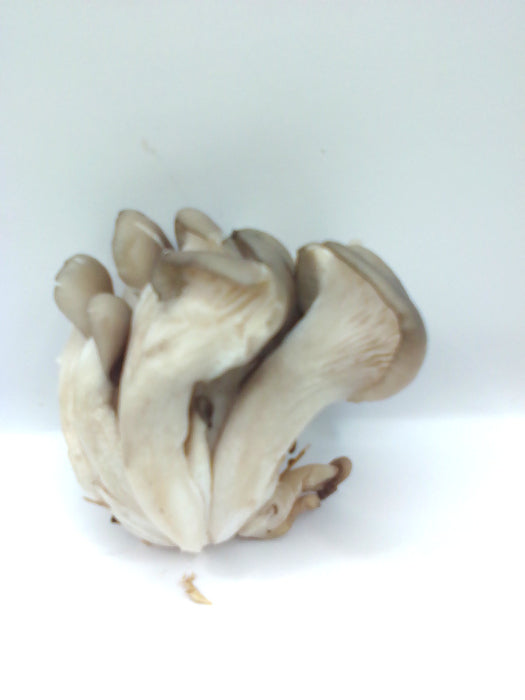 Zeta Blanca Entera